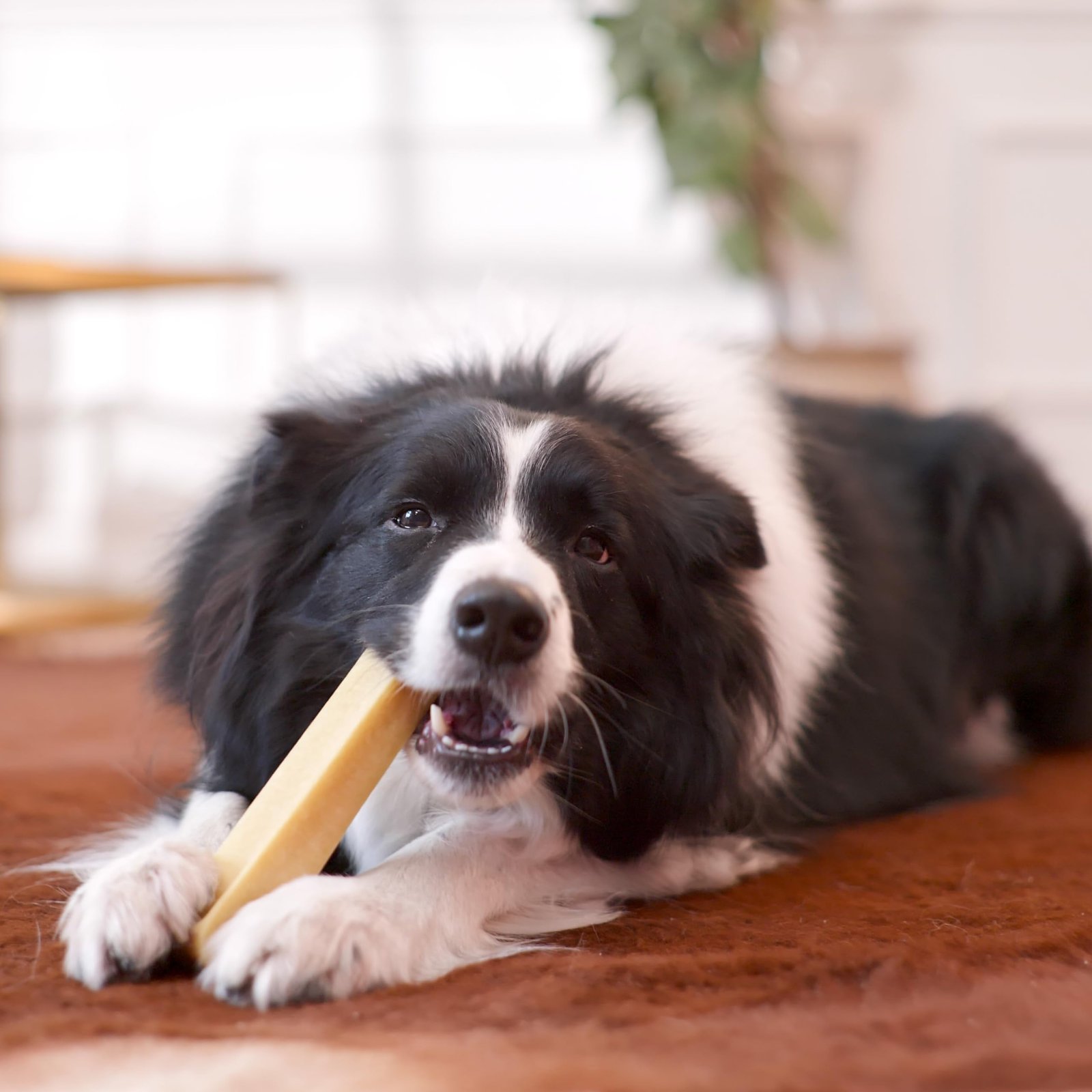 Himalayan Yak Chews: The Perfect Natural Treat for Your Dog